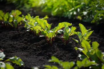 Agricultural beet plantation in the morning sun. A row of young shoots of red beet. Selective focus.