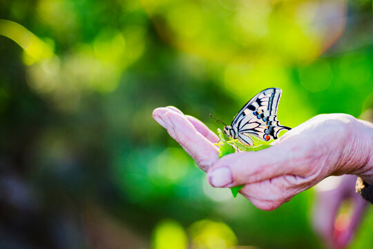 Cupped hand of unrecognizable person with Old World Swallowtail butterfly