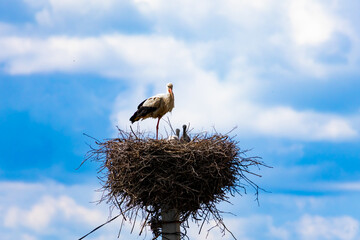 Elegant stork balances on one leg beside two chicks in nest on pole. Concept of balance, parenting, and natural beauty.