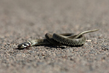 Fototapeta premium A grass snake lies curled on the asphalt, its head turned slightly with visible blood, highlighting the dangers of roads for wildlife