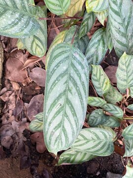 Close-up image of Calathea setosa or Ctenanthe setosa.