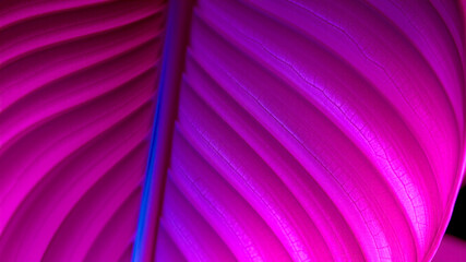 Vibrant pink leaf close up abstract texture