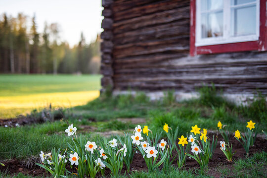 Colorful flowers on grass near house
