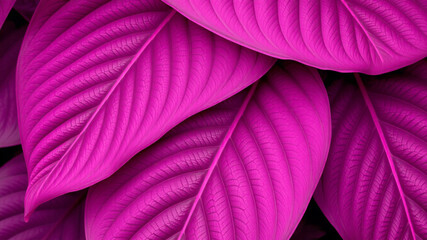 Vivid magenta tropical leaves close up texture