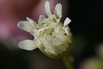 daisy in the wind at different stages of opening