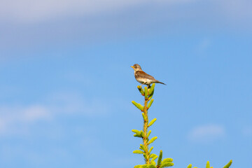 A songbird perches atop a young spruce tree against a vivid blue sky. Captured in warm sunlight, this serene image reflects nature's peaceful simplicity
