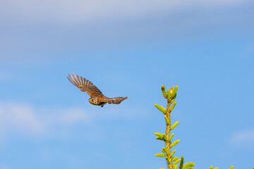 A bird takes flight from the tip of a spruce tree, wings spread against a vivid blue sky. A moment of motion frozen in the wild