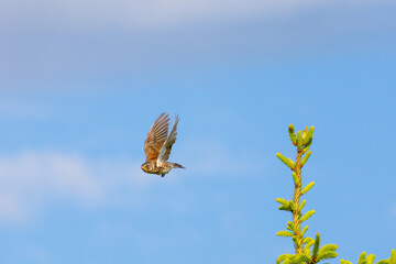 A small bird ascends from a spruce treetop with wings extended in mid-flight, captured against a soft blue sky in golden daylight