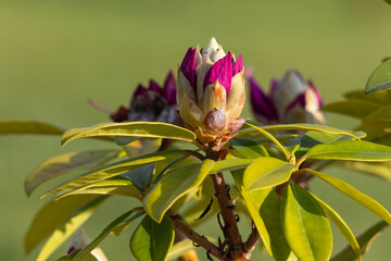 A vibrant close-up of a pink rhododendron flower bud beginning to open. The deep magenta petals peek from the bud, contrasting beautifully with the glossy green foliage