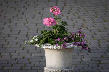 Elegant white flower pot with pink and purple blooming flowers standing on gray stone pavement. Urban floral decor in natural light