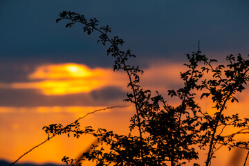 Elegant silhouette of wild branches set against a soft, cloudy golden sunset sky. A perfect blend of tranquility and natural artistry