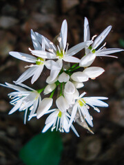 Wild Garlic Flowers White bud. Allium ursinum plant.