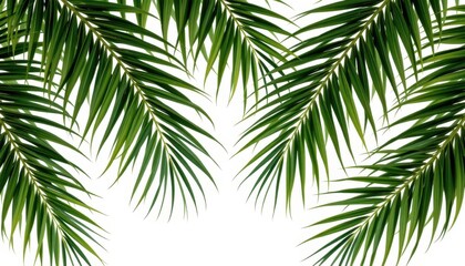 Lush Green Palm Fronds Isolated on White Background Perfect for Tropical Designs Summer Vacation Themes