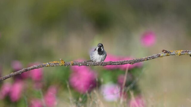 Against a backdrop of pink wildflowers, a small bird perched on a lichen-covered branch cleans its fluffy feathers before flying away. House Sparrow, Passer domesticus.