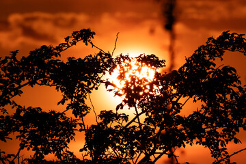 Silhouetted branches of a wild bush against a blazing orange sunset. A striking contrast of nature and light, ideal for themes of peace, energy, and evening calm
