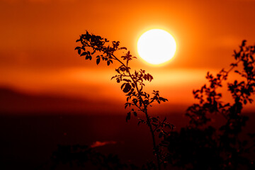 Delicate branch sways across soft radiant sunset. Clean and balanced image for themes of serenity and openness