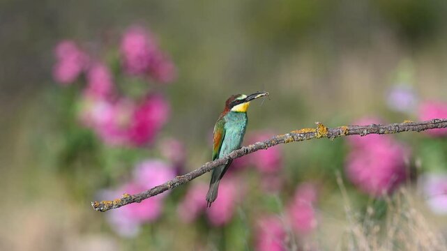 A colorful bird perched on a lichen-covered branch in the background of pink wildflowers, holding an insect caught in its beak. European Bee-eater, Merops apiaster.