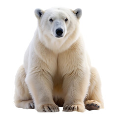 Fototapeta premium Polar Bear Image