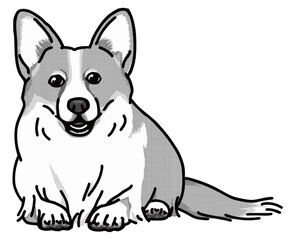 コーギー　白黒　犬のイラスト　welsh corgi