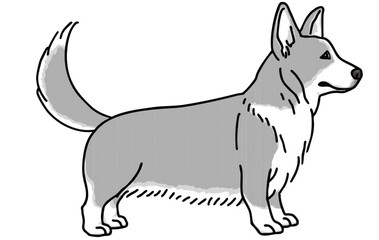 コーギー　白黒　犬のイラスト　welsh corgi