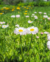 Daisy (Bellis perennis) flowers in a meadow on a sunny summer day