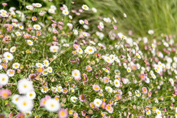 white flowers in the meadow