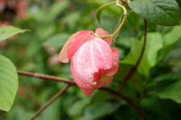 Mussaenda philippica blooming in summer