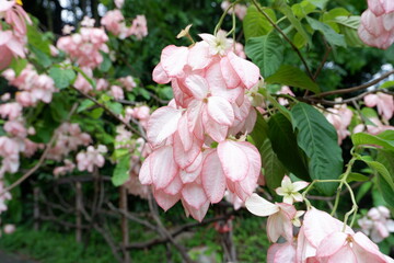 Mussaenda philippica blooming in summer