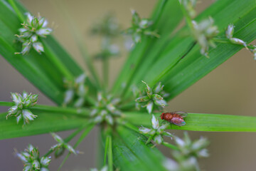 Small fly insect resting on green grass blade in natural garden