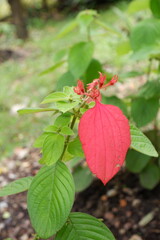 Ashanti blood or also known as paper rose