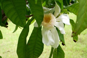 Heavenly lotus or scientific name Gustavia augusta L.