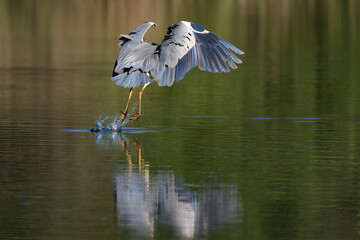 Grey heron taking flight from the water, wings spread, creating a splash, reflected in the lake, surrounded by nature in a wildlife scene