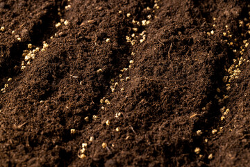 land mixed with peat in which red beet seeds are planted closeup