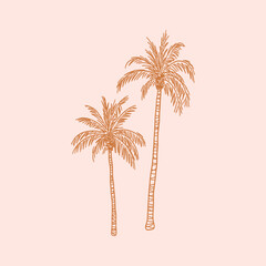 Palm tree with leaf and trunk. Exotic tropical summer plant silhouette with leaves. Botanical hand drawn vector illustration in sketch style