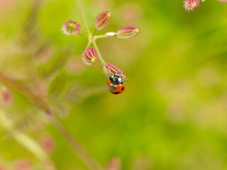 オヤブジラミとナナホシテントウ