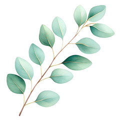 Eucalyptus Watercolor Branch Isolated on transparent background