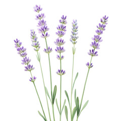Fototapeta premium lavender Isolated on transparent background