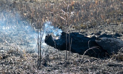 A log smoulders after a seasonal winter wildfire on the Highveld of South Africa