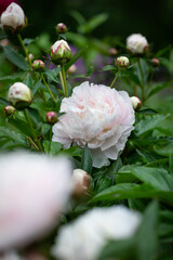 białe perłowe piwonie na tle zielonego ogrodu. white peony
