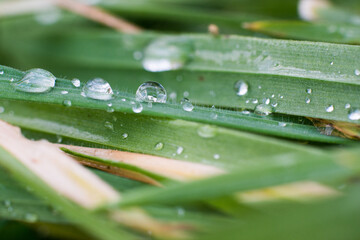 Macro Shot of Dewdrops on a Vibrant Green Leaf With Soft Focus