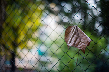 details of a macro world