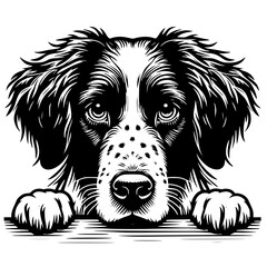 Fototapeta premium Brittany Peeking Dog Vector Illustration Isolated on White