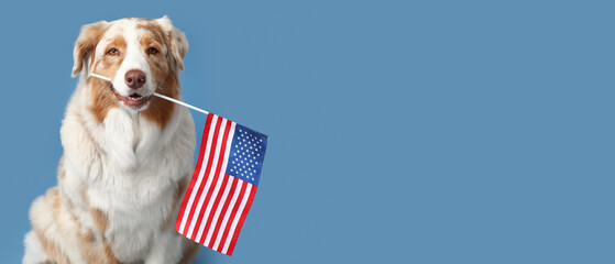 Cute dog with USA flag on blue background. Independence Day celebration