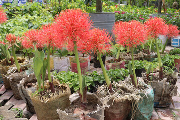 Haemanthus flower plant on nursery