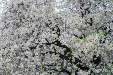 満開の桜