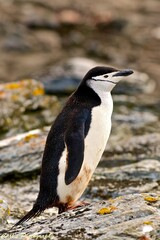 The Bold Line: Life of the Chinstrap Penguin in Antarctica