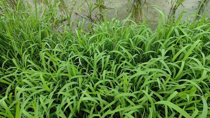 Green aquatic plants along the edges of rice paddies