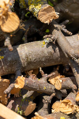 logs for kindling bonfires , cherry wood for barbecuing or cooking food on the fire
