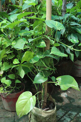 Epipremnum Aureum plant on farm