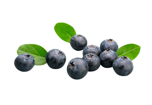 organic blueberries and leaves in white background